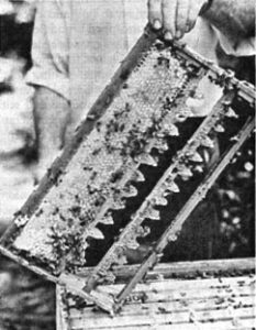 Queen Rearing: An Introduction for Beekeepers Image